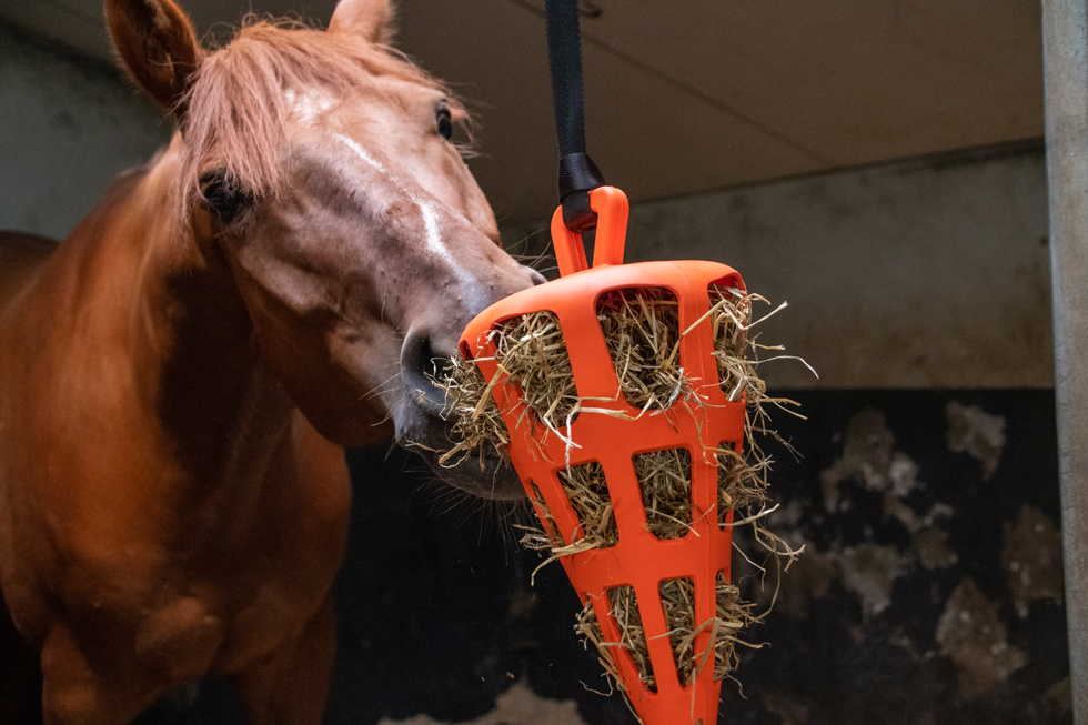 Hay Slowfeeder Carrot