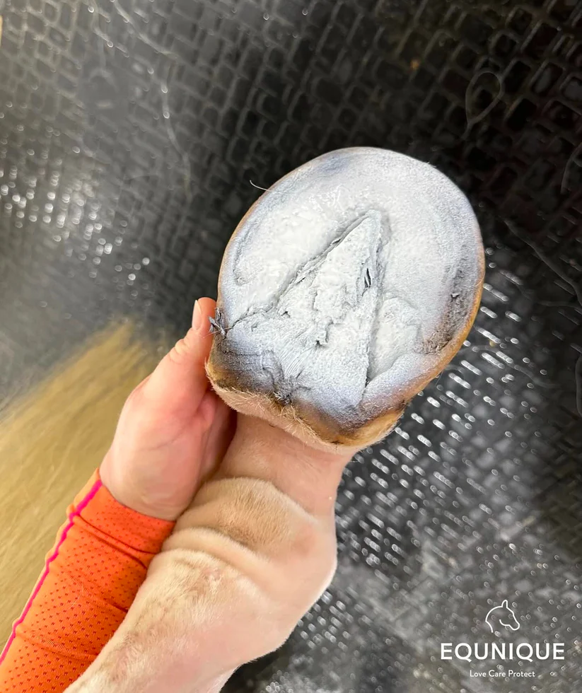 EQUNIQUE Zinc Spray for hooves and skin