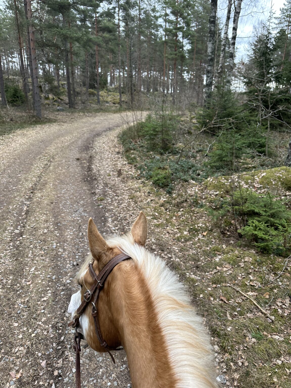 Vista desde el lomo de un caballo por un camino de grava a través del bosque
