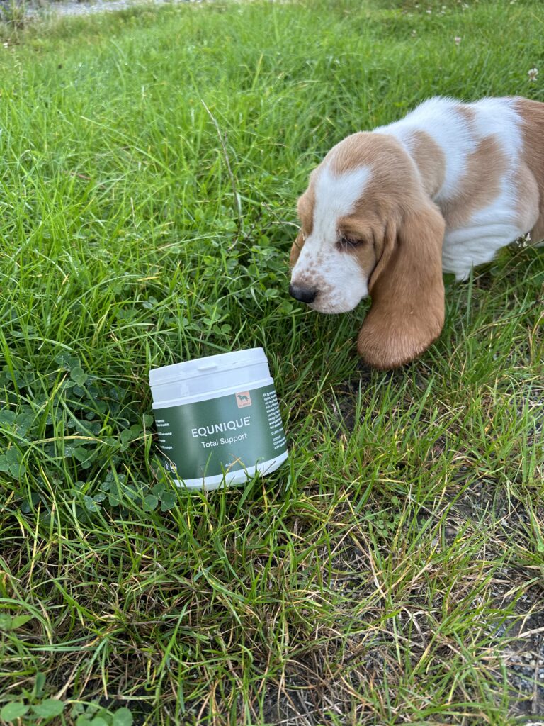 Hund i gräset bredvid en burk Total Support