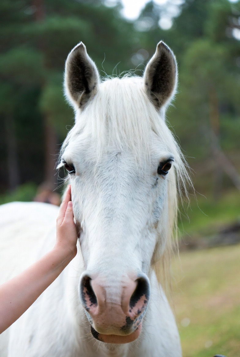 Una mano acariciando la cabeza de un caballo blanco