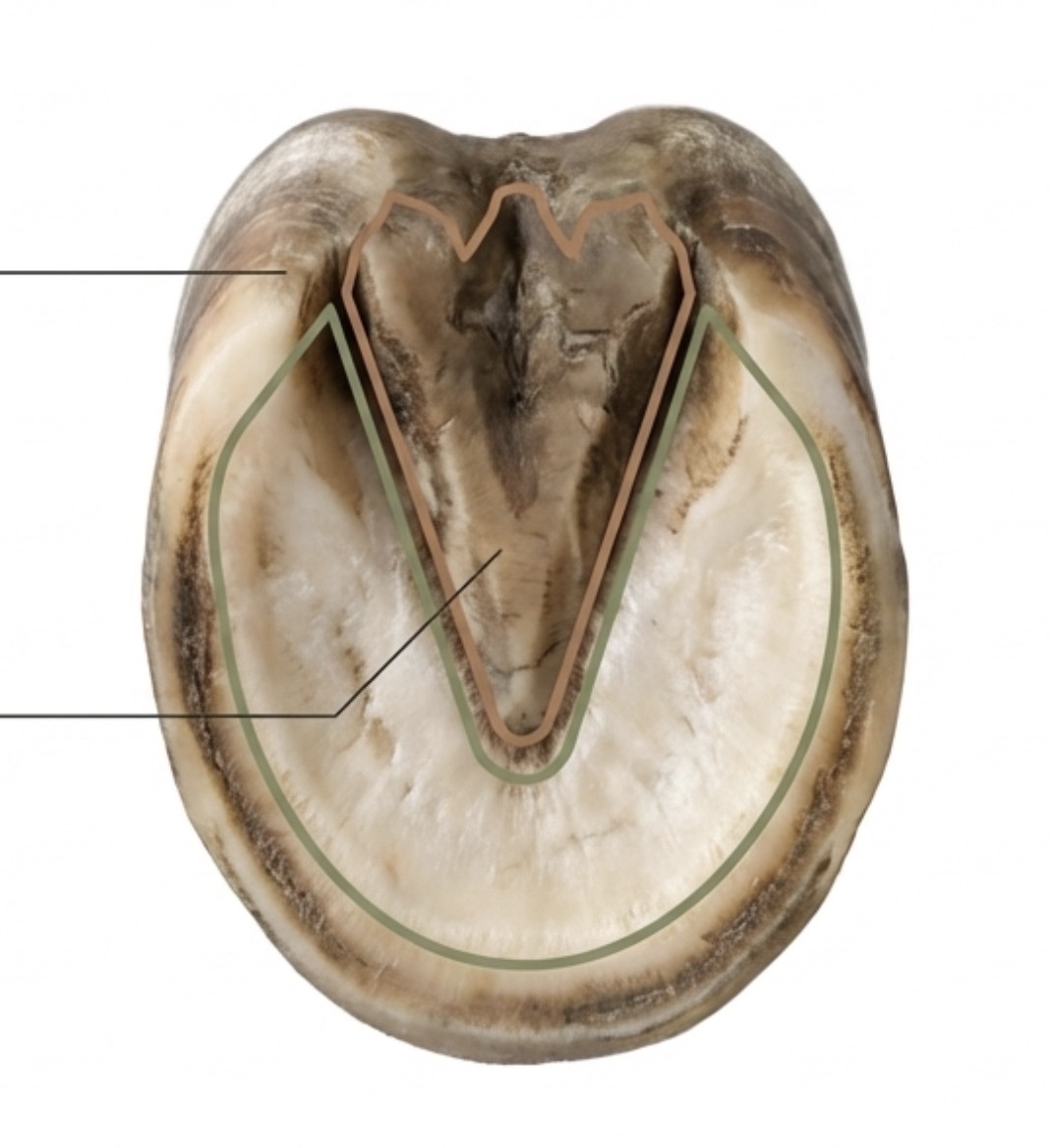 EQUNIQUE Sole Protect förberedelser