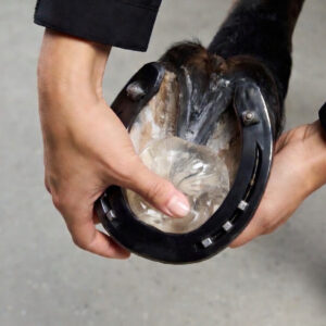 Leverans sker tidigast v.13 Sole Protect – Året Runt-Skydd för Hästens Sula