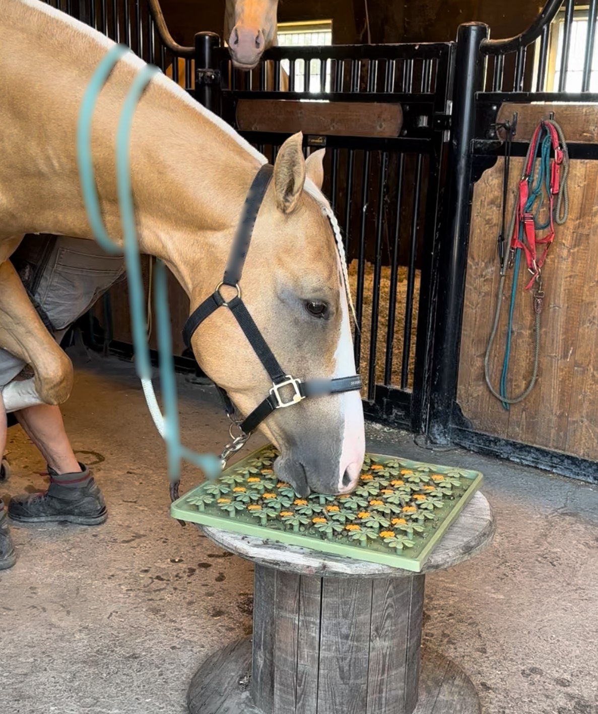 Caballo con un producto de enriquecimiento en la cuadra
