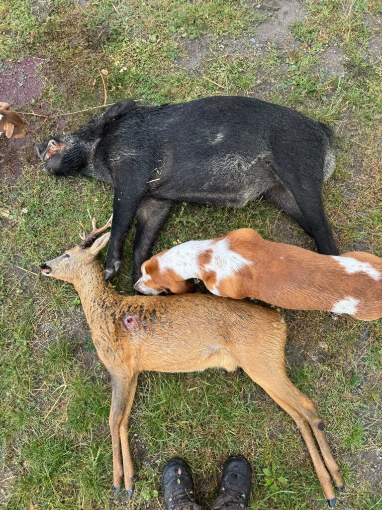 Jabalí y corzo abatidos con el perro al lado