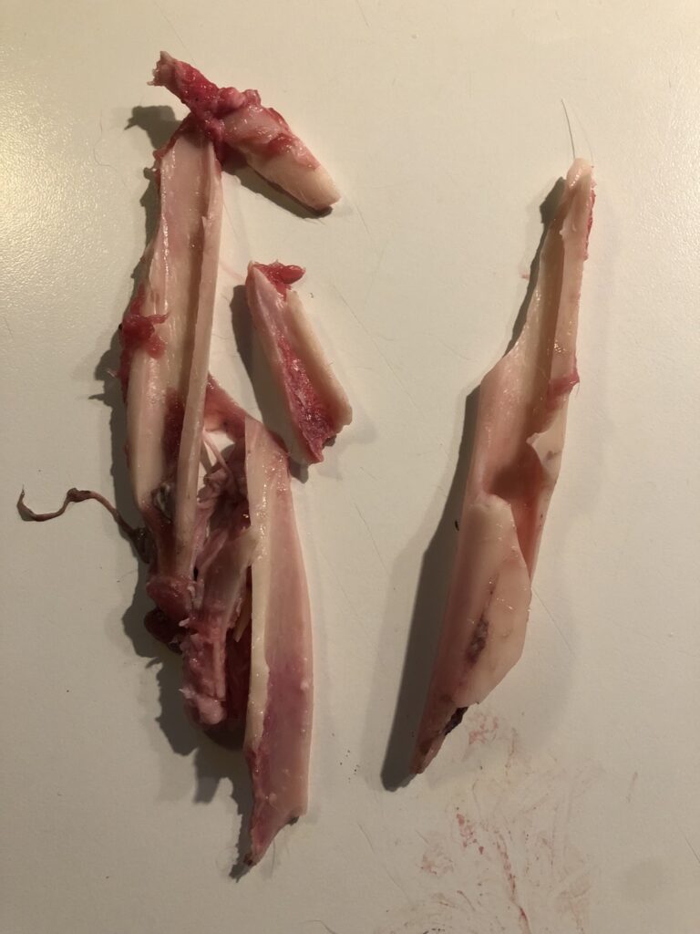 Varios fragmentos de hueso largo en el lugar del disparo