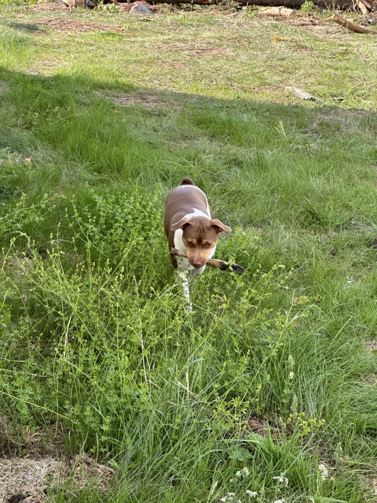 Perro trabajando con la nariz en la hierba