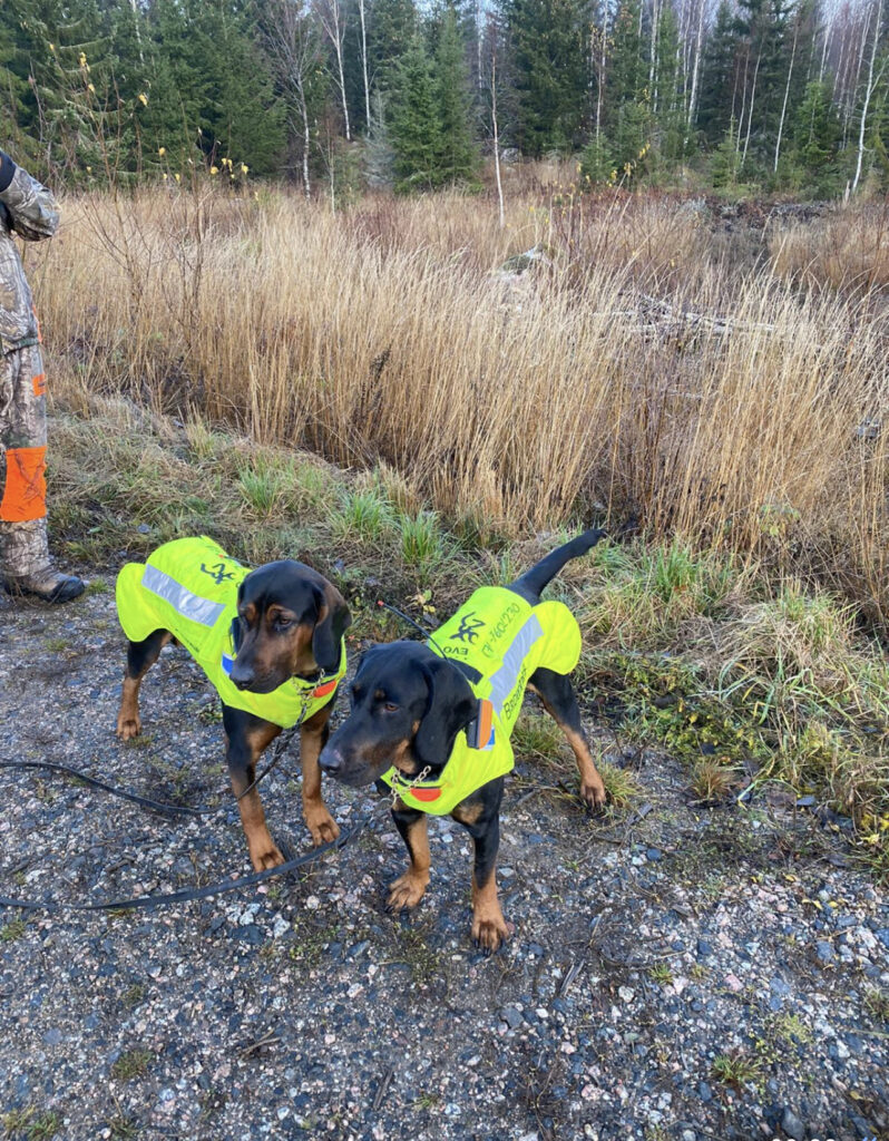 Perro con chaleco protector antes de un rastreo de jabalí herido