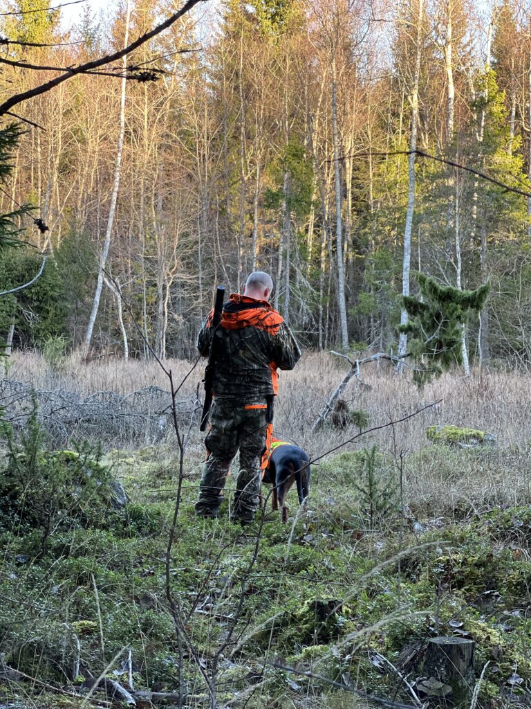 Persona con equipo atravesando un bosque de abedules