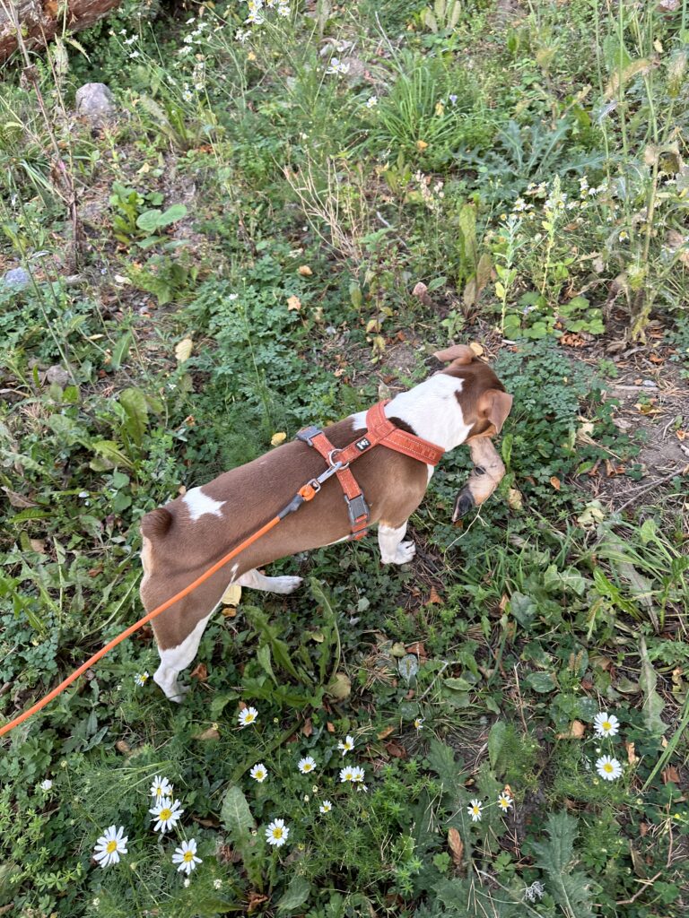 Perro con arnés buscando entre vegetación densa