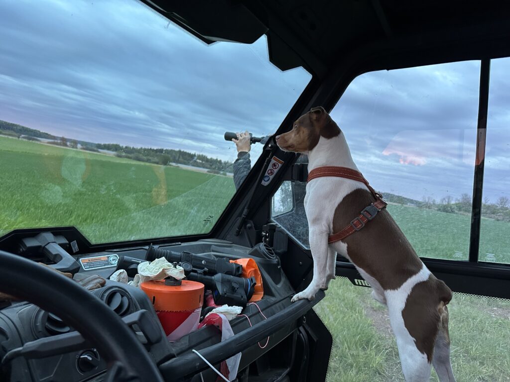 Perro de pie en el maletero entre el equipo de rastreo