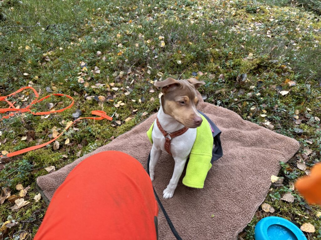 Perro con chaleco protector naranja descansando junto al equipo