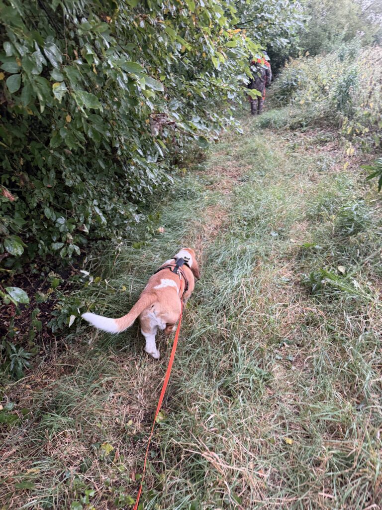 Perro con traílla siguiendo una pista por un sendero del bosque
