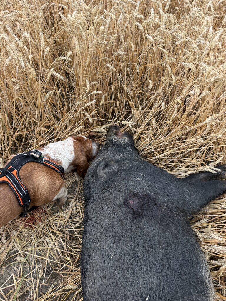 Dos perros junto a la pieza encontrada en el rastrojo