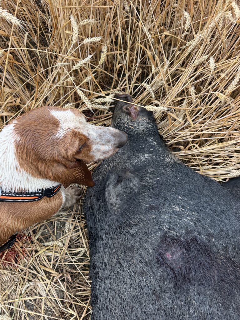 Dos perros examinan un hallazgo en un rastrojo