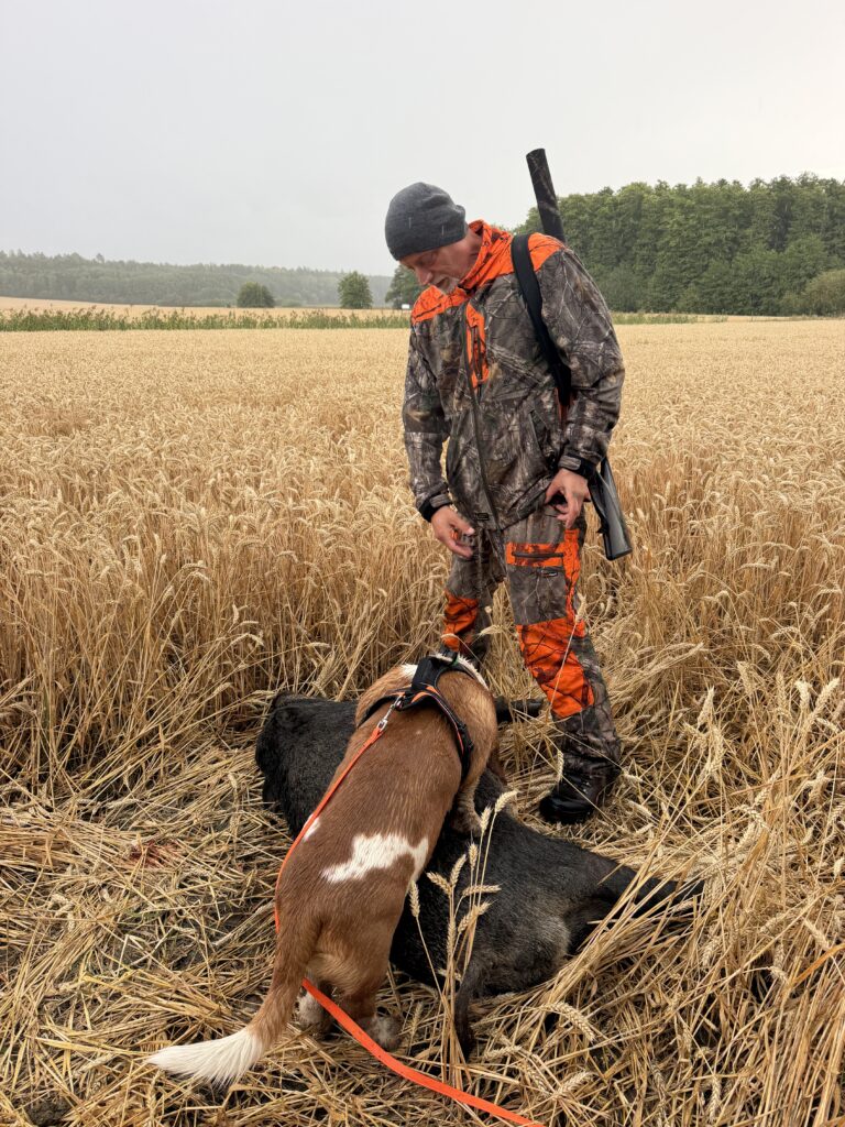 Conducteur avec son chien à la longe au départ de la piste, dans un champ de chaume