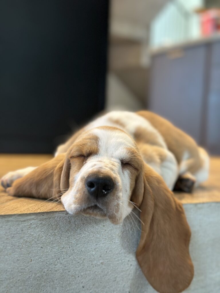 Basset hound durmiendo profundamente, estirado en el suelo, tras una sesión de trabajo